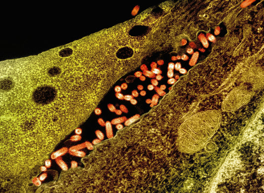Full Report: The Gut-Brain Connection—How Your Microbiome Impacts Cognitive Health