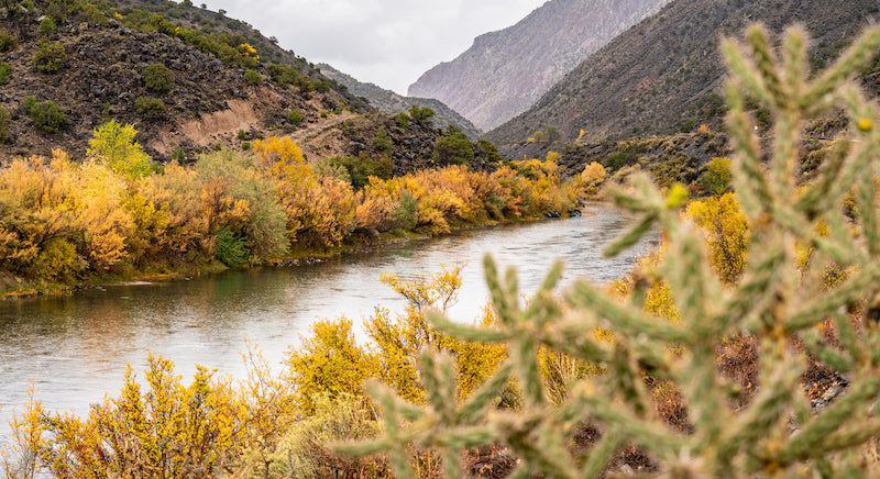 FLAVOR PROFILE | PIÑON COFFEE